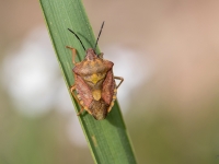 Vairogblakts Carpocoris purpureipennis