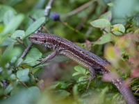 Pļavas ķirzaka (Zootoca vivipara)