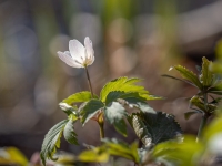 Baltais vizbulis  (Anemone nemorosa)