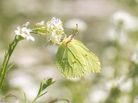 Krūkļu baltenis jeb citrontauriņš (Gonepteryx rhamni)