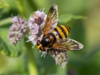 Ziedmuša Volucella inanis