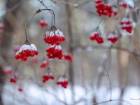 Irbene (Viburnum opulus)