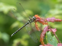Zilzaļā dižspāre (Aeshna cyanea)