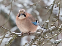 Sīlis (Garrulus glandarius)
