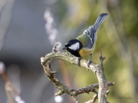 Lielā zīlīte (Parus major)