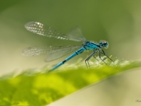 Gaišzilā krāšņspāre (Coenagrion puella) 