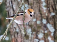 Dižknābis (Coccothraustes coccothraustes)