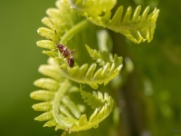 Mīkstblakts Closterotomus biclavatus