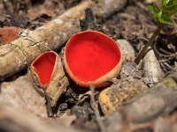 Austrijas agrene (Sarcoscypha austriaca) 