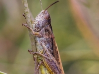 Sisenis