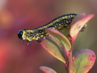 Skujlapsene Diprion similis
