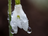 Baltā sniegpulkstenīte (Galanthus nivalis)