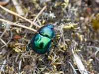 Pavasara bambals (Trypocopris vernalis)