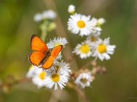Zeltgalvīšu zeltainītis (Lycaena virgaureae)