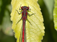 Ugunsspāre (Pyrrhosoma nymphula) LV Sarkanajā grāmatā 4. kat.