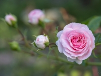 'LARISSA'