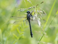 Melnkāju upjuspāre (Gomphus vulgatissimus)