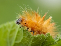 Kļavu pelēkpūcīte (Acronicta aceris)