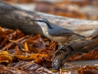 Dzilnītis (Sitta europaea)