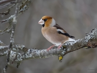 Dižknābis (Coccothraustes coccothraustes)