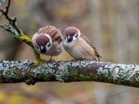 Lauku zvirbuļi (Passer montanus)