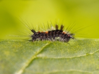 Parastā otiņaste (Orgyia antiqua)
