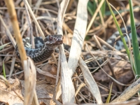 Parastā odze (Vipera berus)