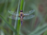 Plankumainā platspāre (Libellula quadrimaculata)