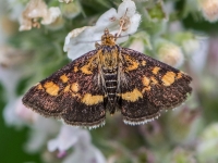 Zāļsvilnis Pyrausta aurata 
