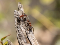 Rūsganās meža skudras (Formica rufa)