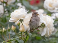 Mājas zvirbulis (Passer domesticus)