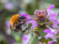 Tīruma kamene (Bombus pascuorum)