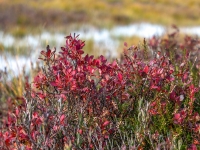 Zilene (Vaccinium uliginosum)