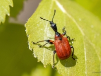  Lazdu tinējsmecernieks (Apoderus coryli)