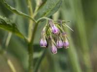 Dziedniecības tauksakne (Symphytum officinale)