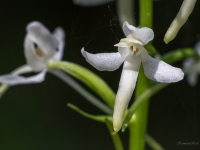 Smaržīgā naktsvijole PLATANTHERA BIFOLIA