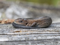 Pļavas ķirzaka (Zootoca vivipara)