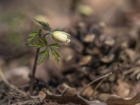 Baltais vizbulis (Anemone nemorosa)
