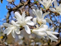 Magnolija