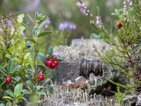 Brūklene (Vaccinium vitis-idaea)