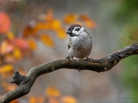 Lauku zvirbulis (Passer montanus)