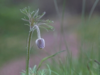 Pļavas silpurene (Pulsatilla pratensis). Īpaši aizsargājama suga.