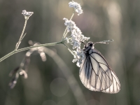 Lapkoku baltenis (Aporia crataegi)